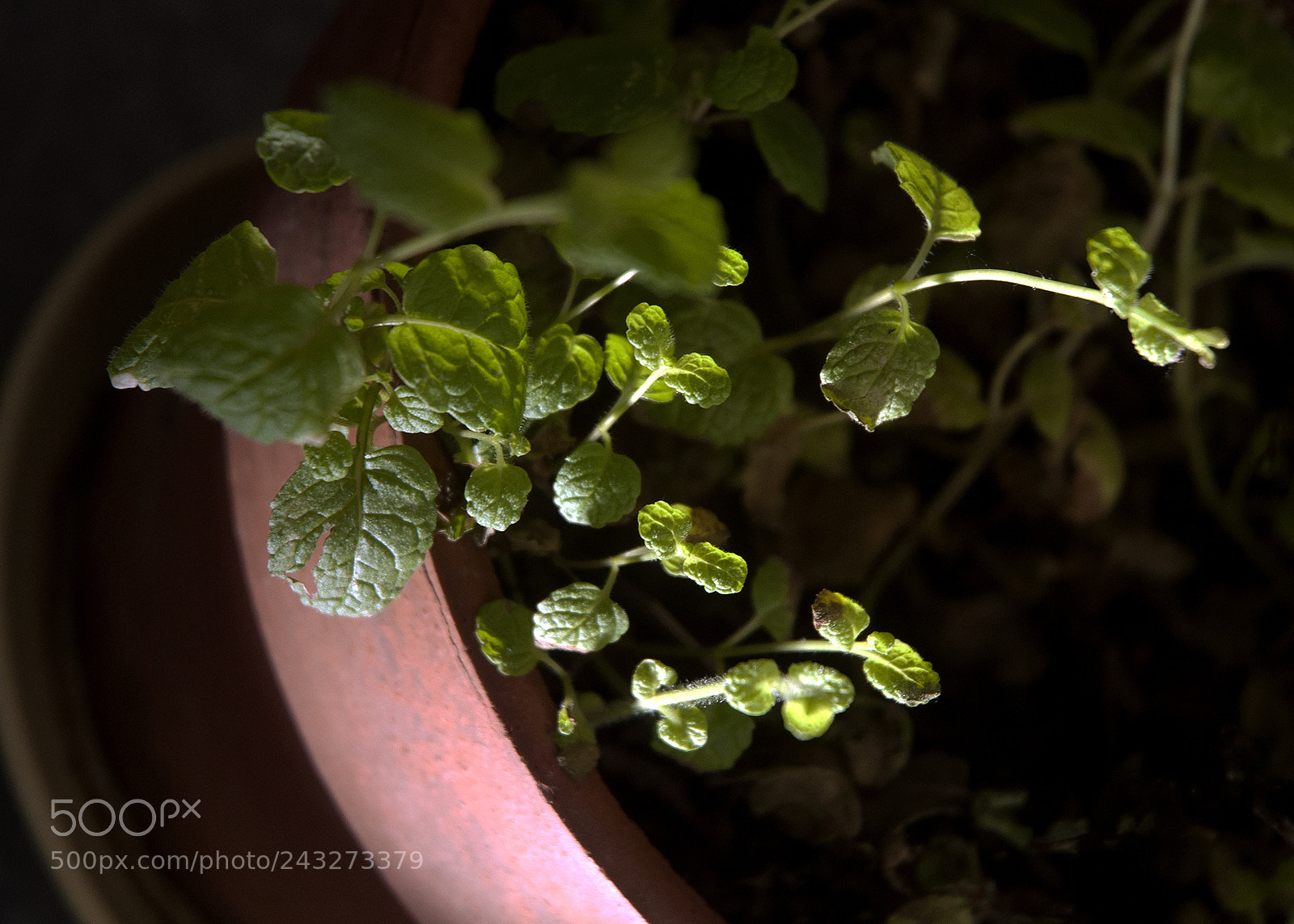 Nikon D90 sample photo. Mint photography
