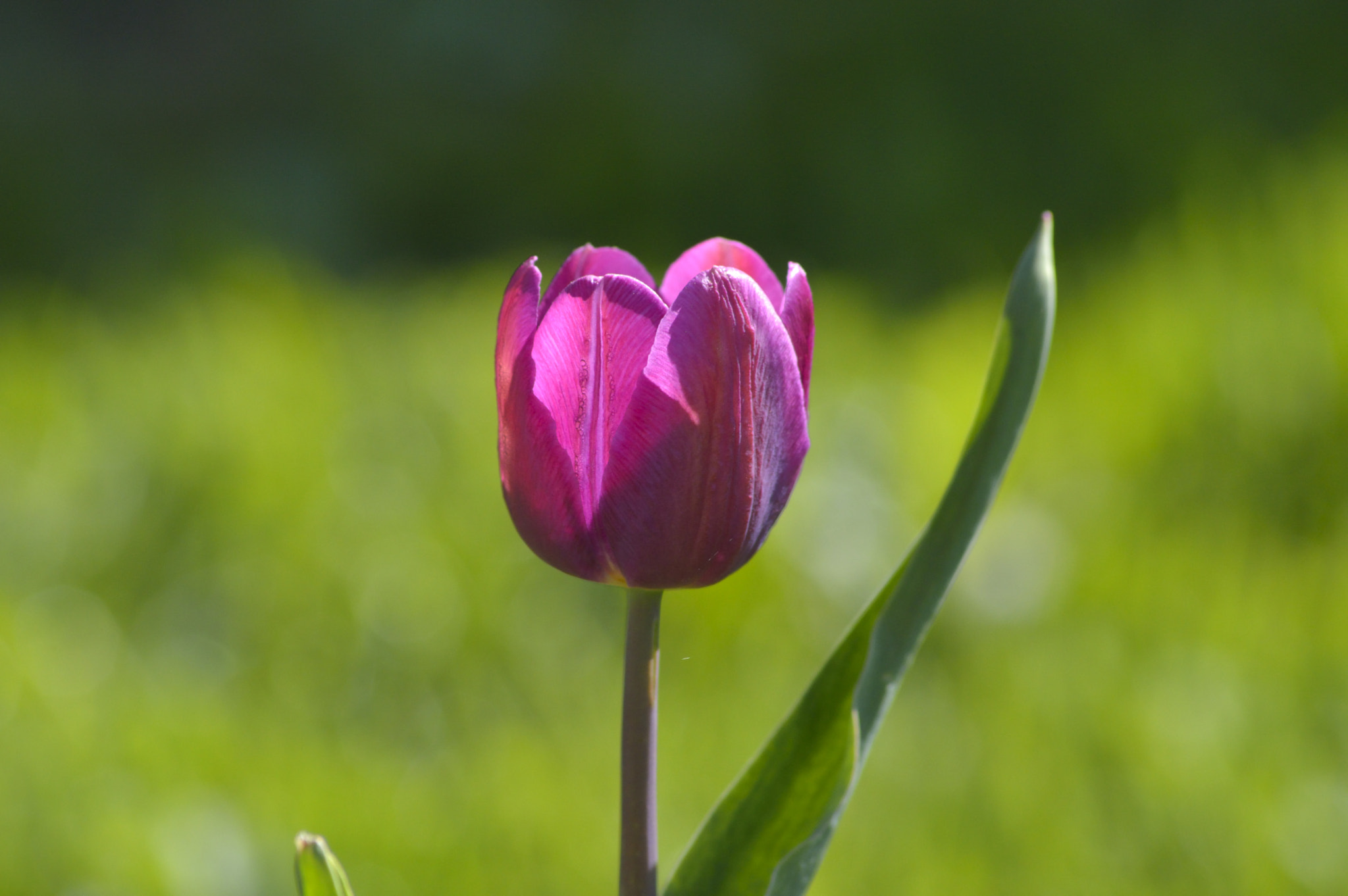 Sigma 70-300mm F4-5.6 APO DG Macro sample photo. тюльпан photography