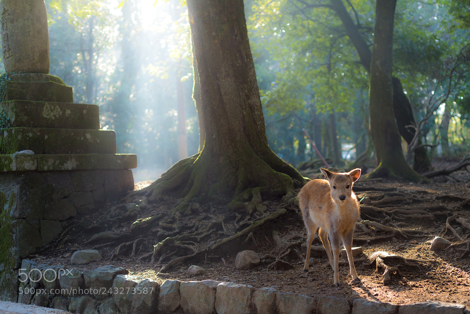 Nikon D800 sample photo. Nara photography