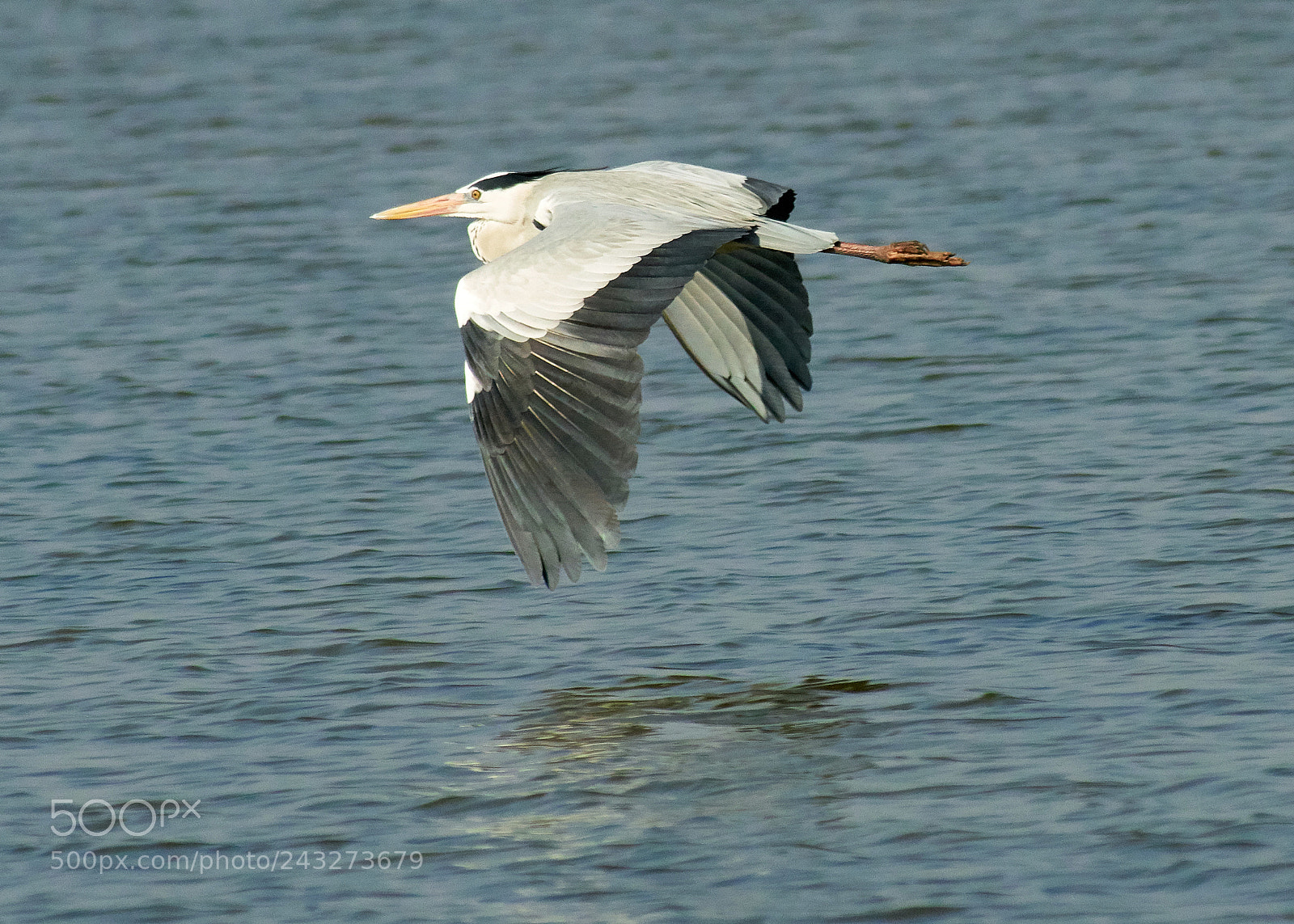 Sony ILCA-77M2 sample photo. Heron flight photography