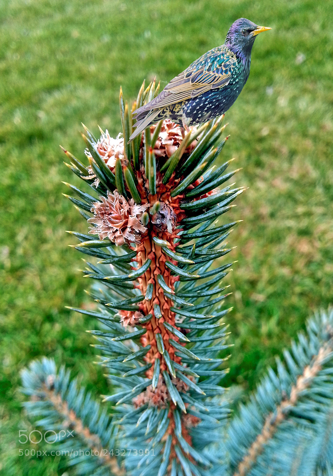 Samsung Galaxy Note2 sample photo. Sturnus unicolor photography