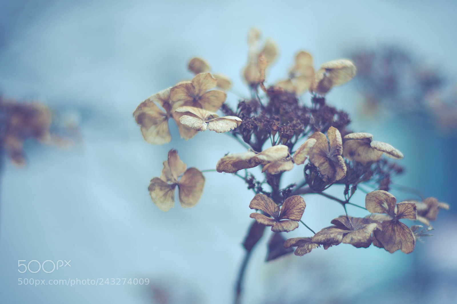Nikon D7200 sample photo. Ajisai photography