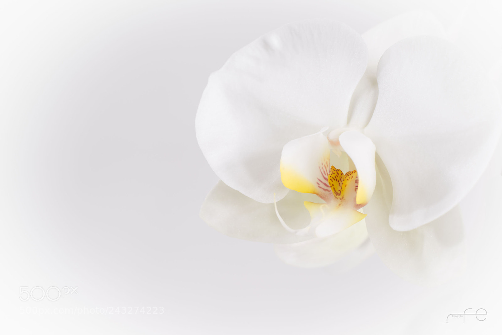 Nikon D800 sample photo. Schmetterlingsorchidee photography