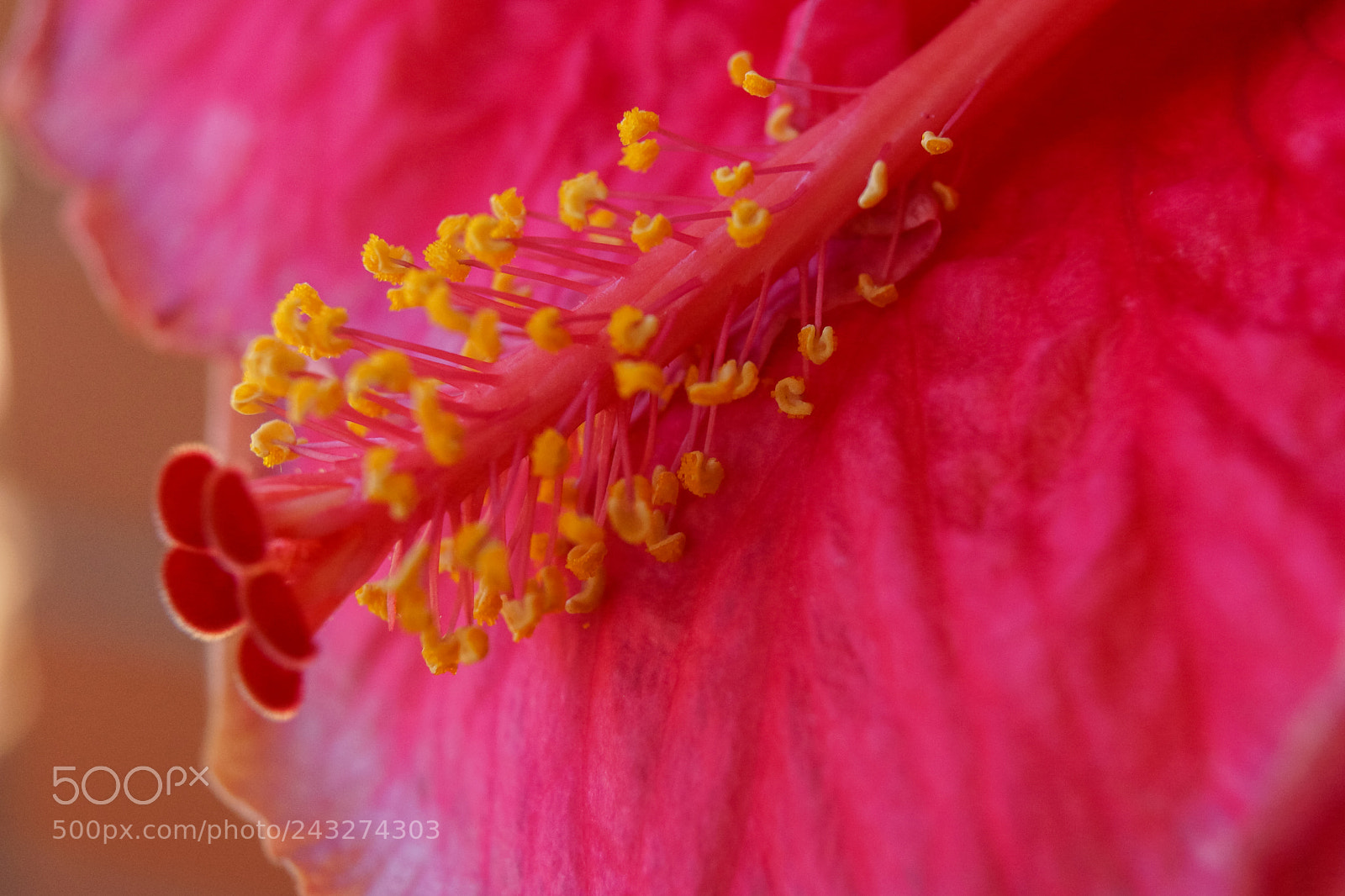 Sony SLT-A65 (SLT-A65V) sample photo. Pink hibiscus flower photography