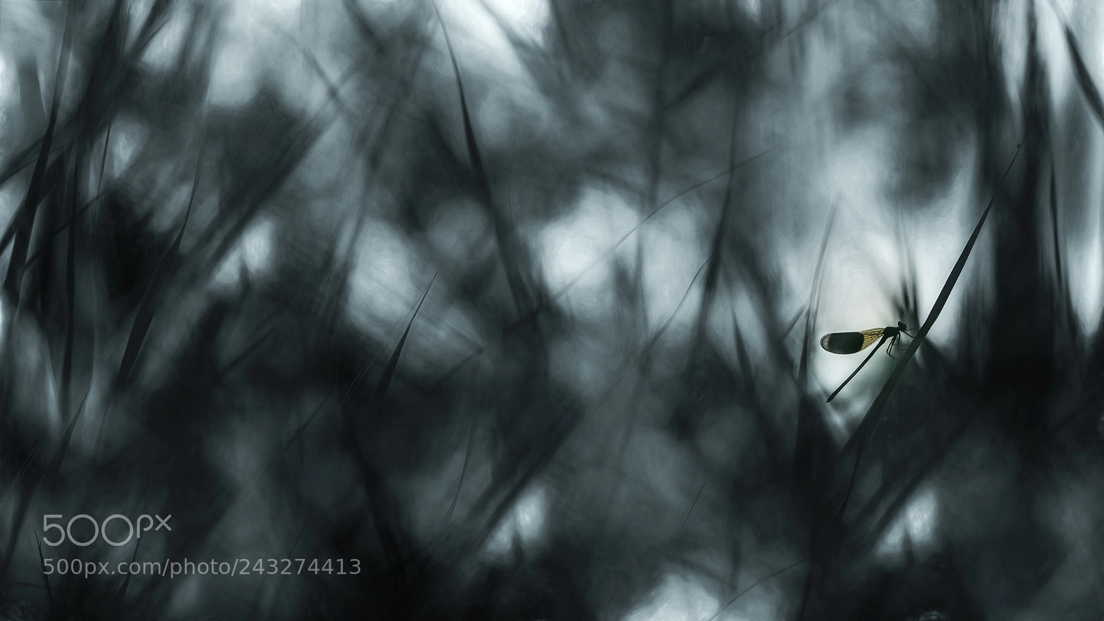 Nikon D610 sample photo. Chaos photography
