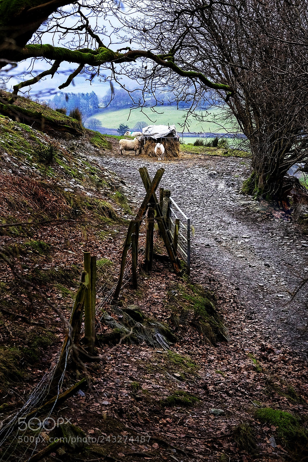 Fujifilm X-T1 sample photo. Taken on a walk photography