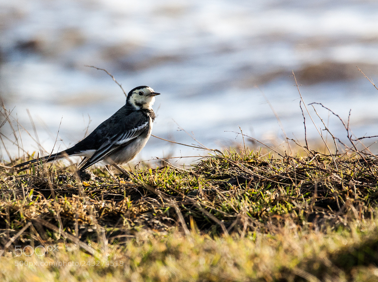 Canon EOS 450D (EOS Rebel XSi / EOS Kiss X2) sample photo. Pied wagtail photography