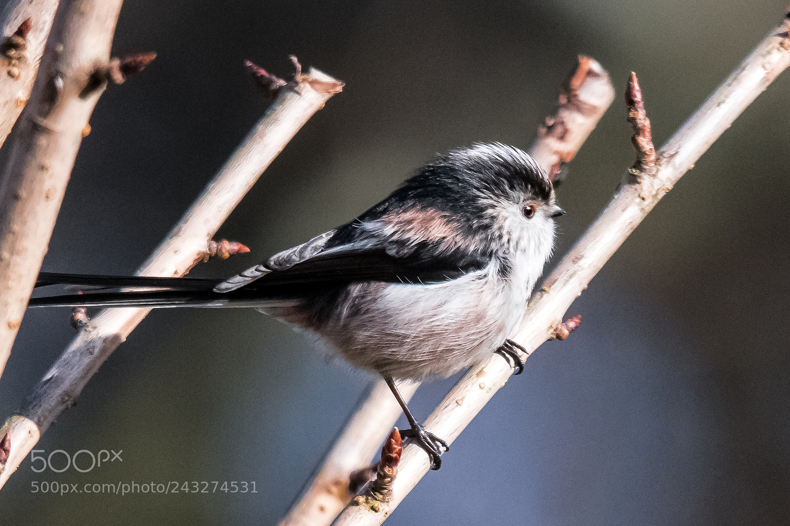 Nikon D850 sample photo. Long tailed tit iv photography