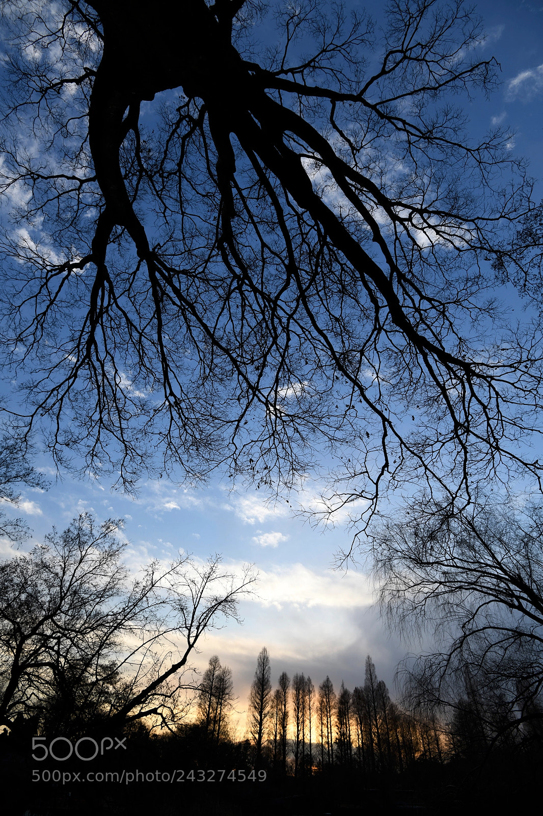 Nikon D850 sample photo. O' winter trees photography