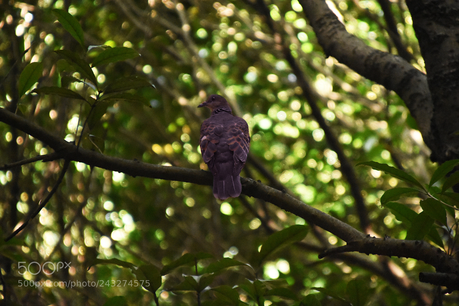 Nikon D7200 sample photo. Untitled photography
