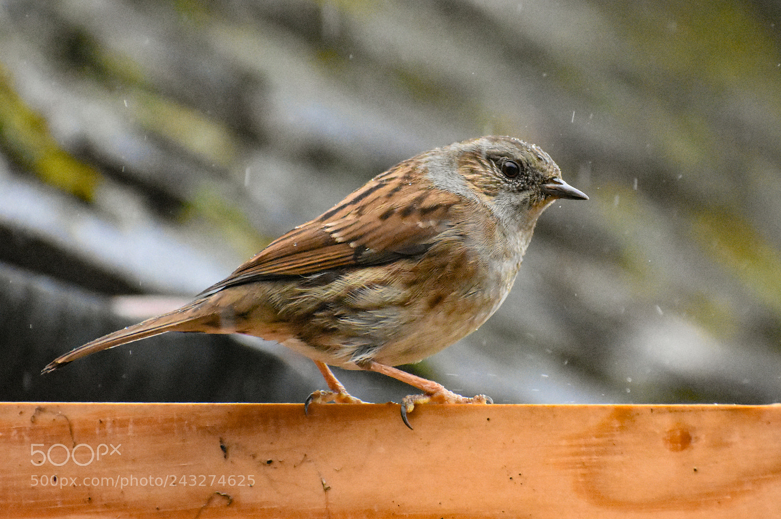 Nikon D3400 sample photo. Dunnock photography