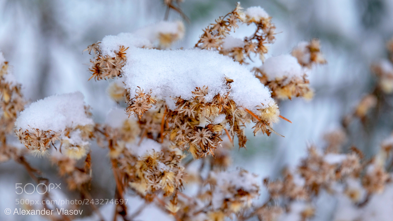 Fujifilm X-T10 sample photo. My winter story photography
