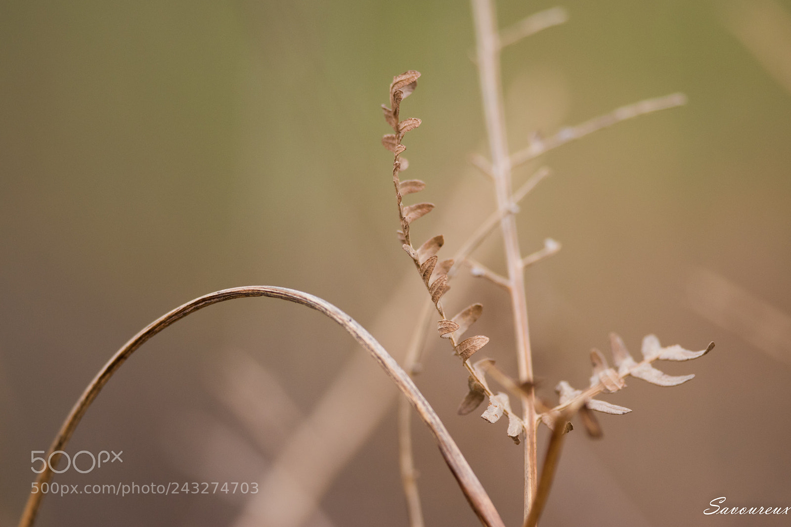 Nikon D5500 sample photo. *** photography
