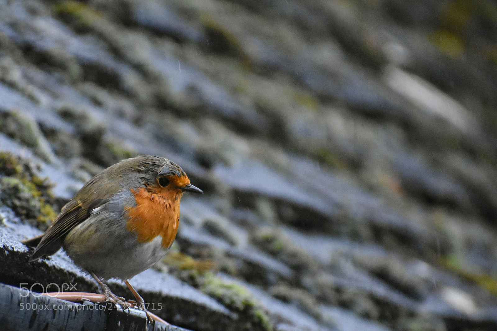 Nikon D3400 sample photo. Robin roof photography