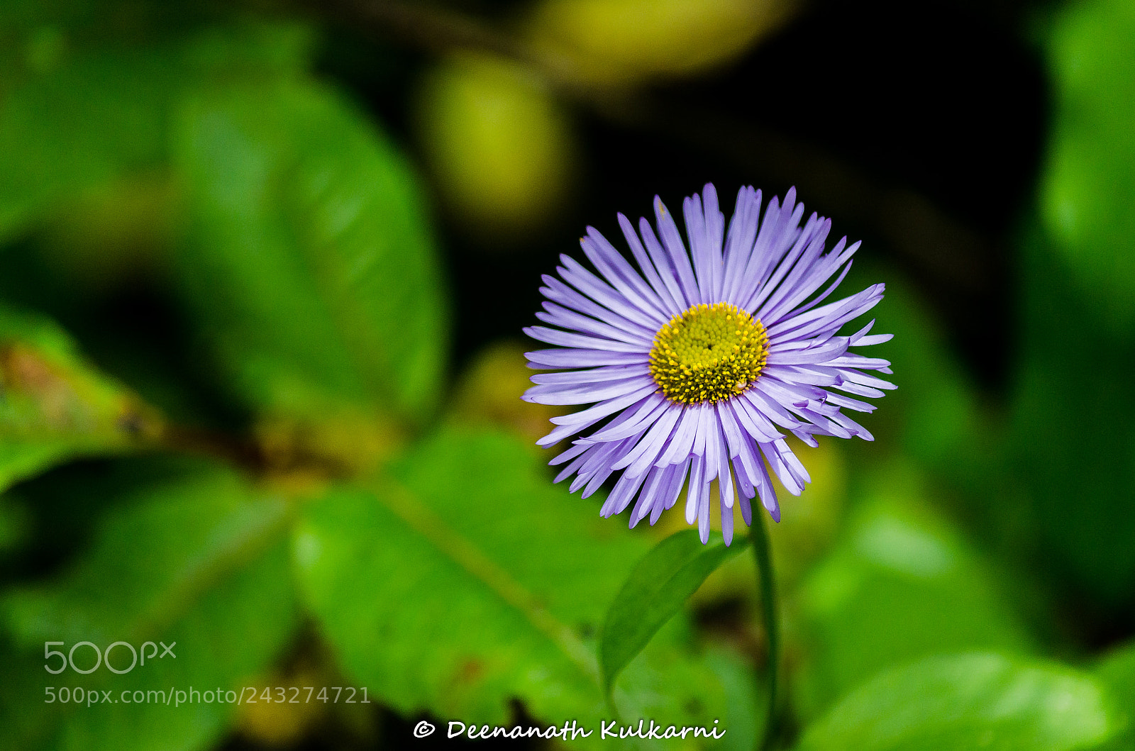 Nikon D5100 sample photo. Himalayan fleabanne photography