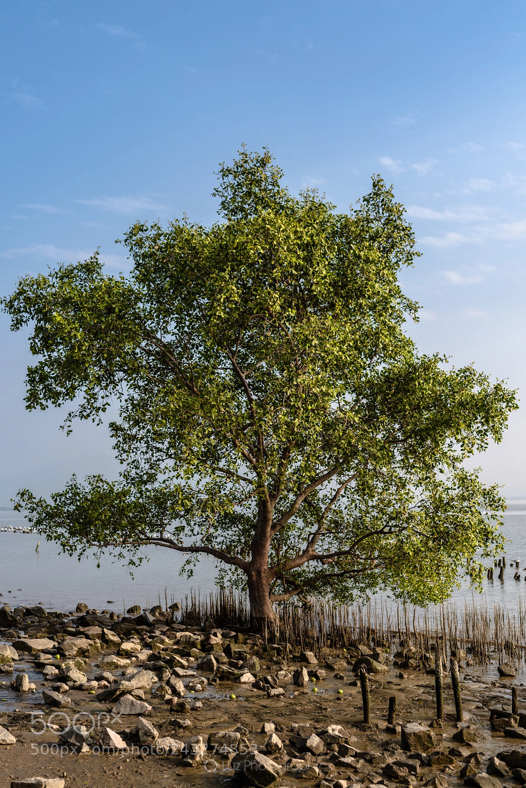 Nikon D810 sample photo. Lonely tree photography