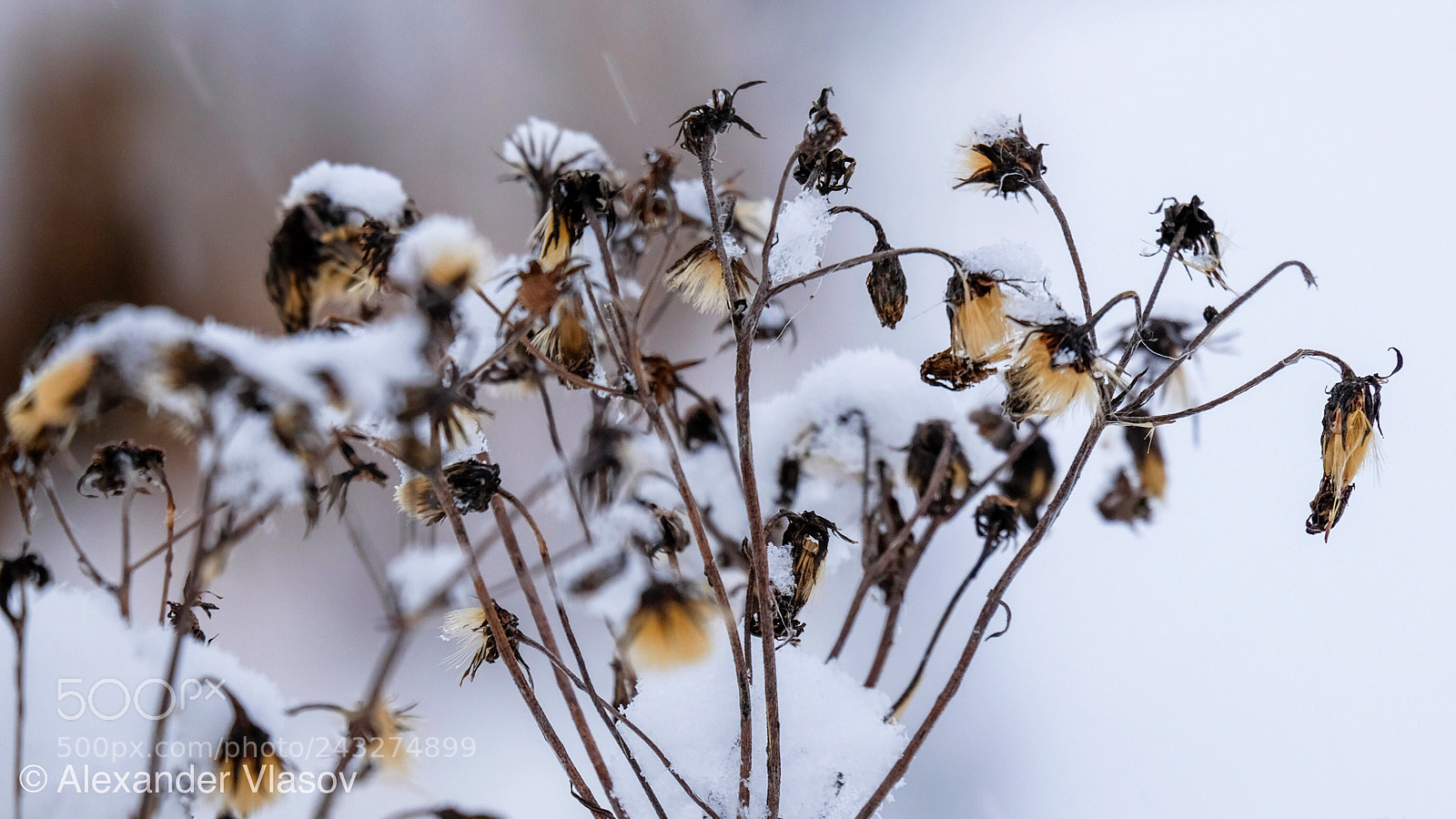Fujifilm X-T10 sample photo. My winter story 2 photography