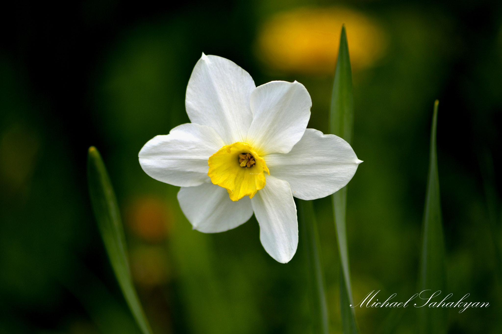 Sigma 70-300mm F4-5.6 APO DG Macro sample photo. цветок photography