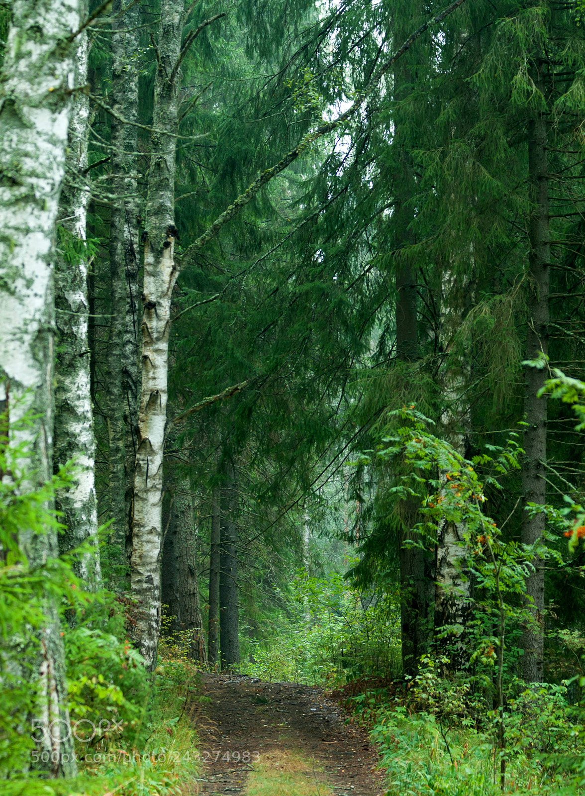 Sony Alpha DSLR-A100 sample photo. Green forest photography