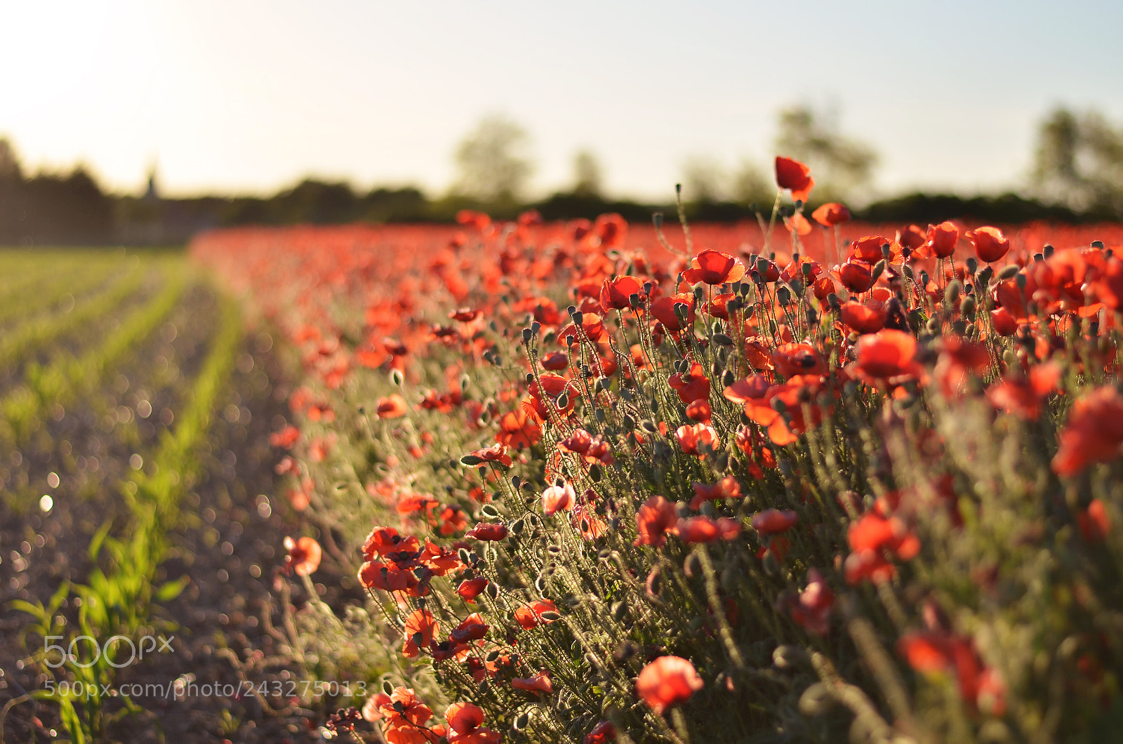 Nikon D5100 sample photo. Golden lights on the photography