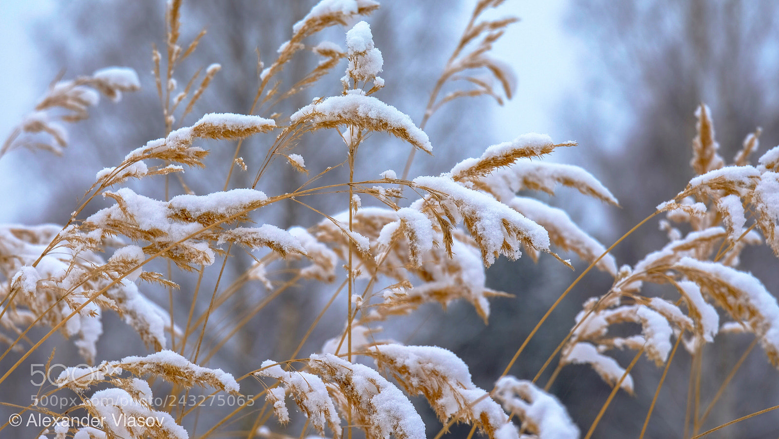 Fujifilm X-T10 sample photo. My winter story 3 photography