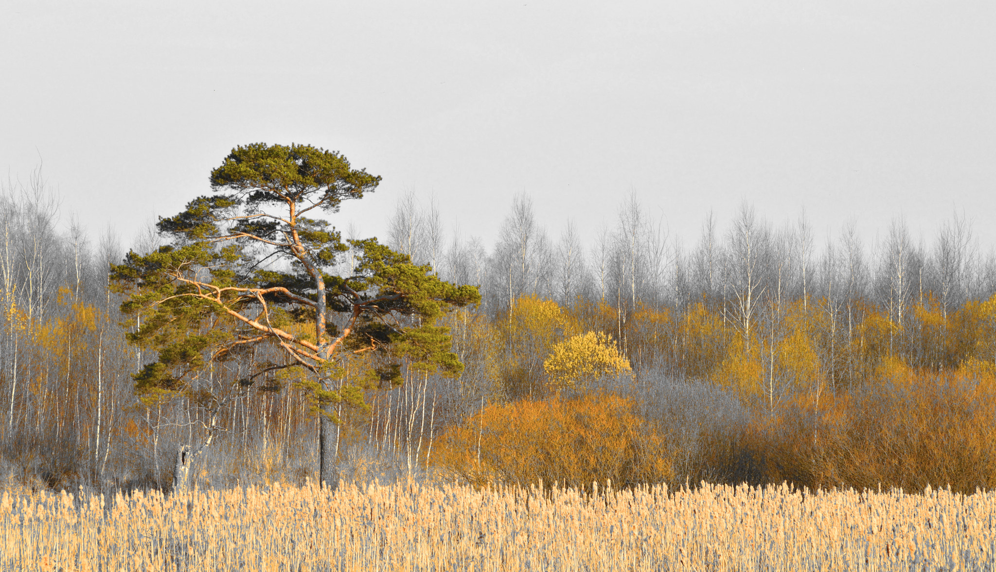 Sigma 70-300mm F4-5.6 APO DG Macro sample photo. дерево photography