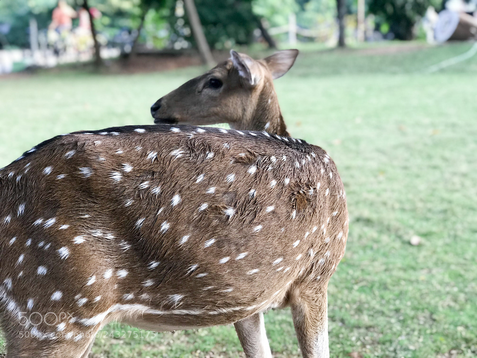 Apple iPhone 7 Plus sample photo. Deers diary photography