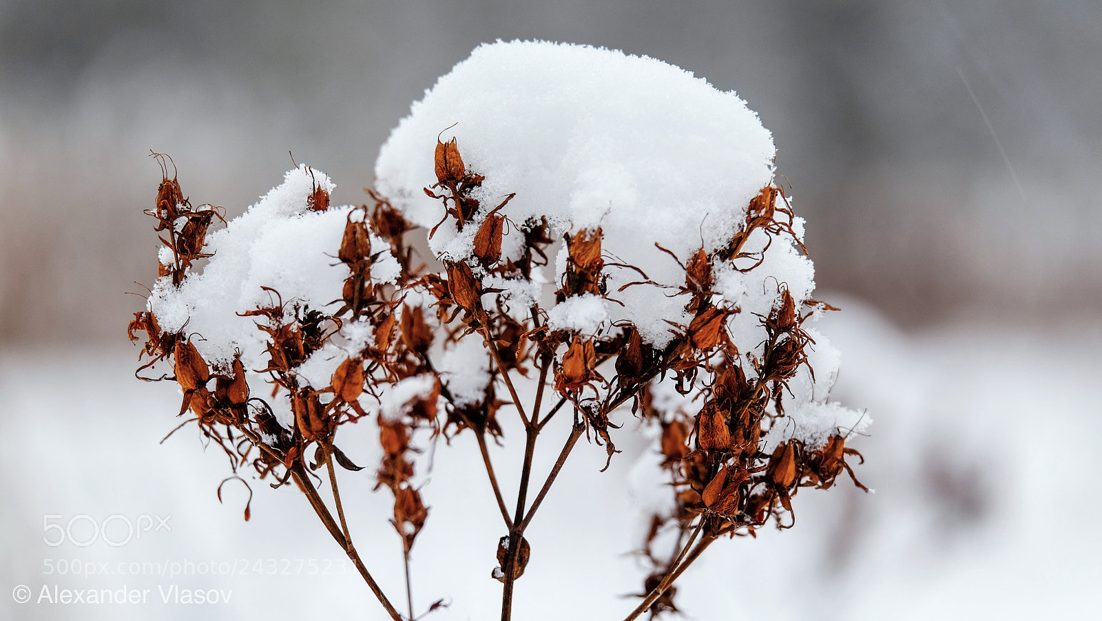 Fujifilm X-T10 sample photo. My winter story 4 photography