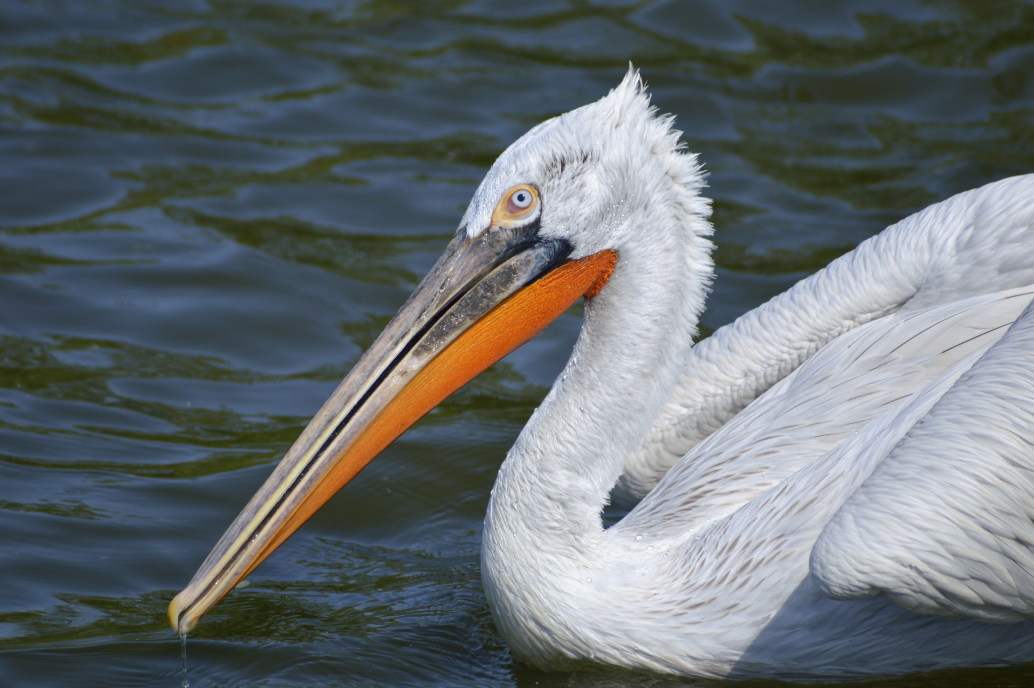 Sigma 70-300mm F4-5.6 APO DG Macro sample photo. Американский белый пеликан photography