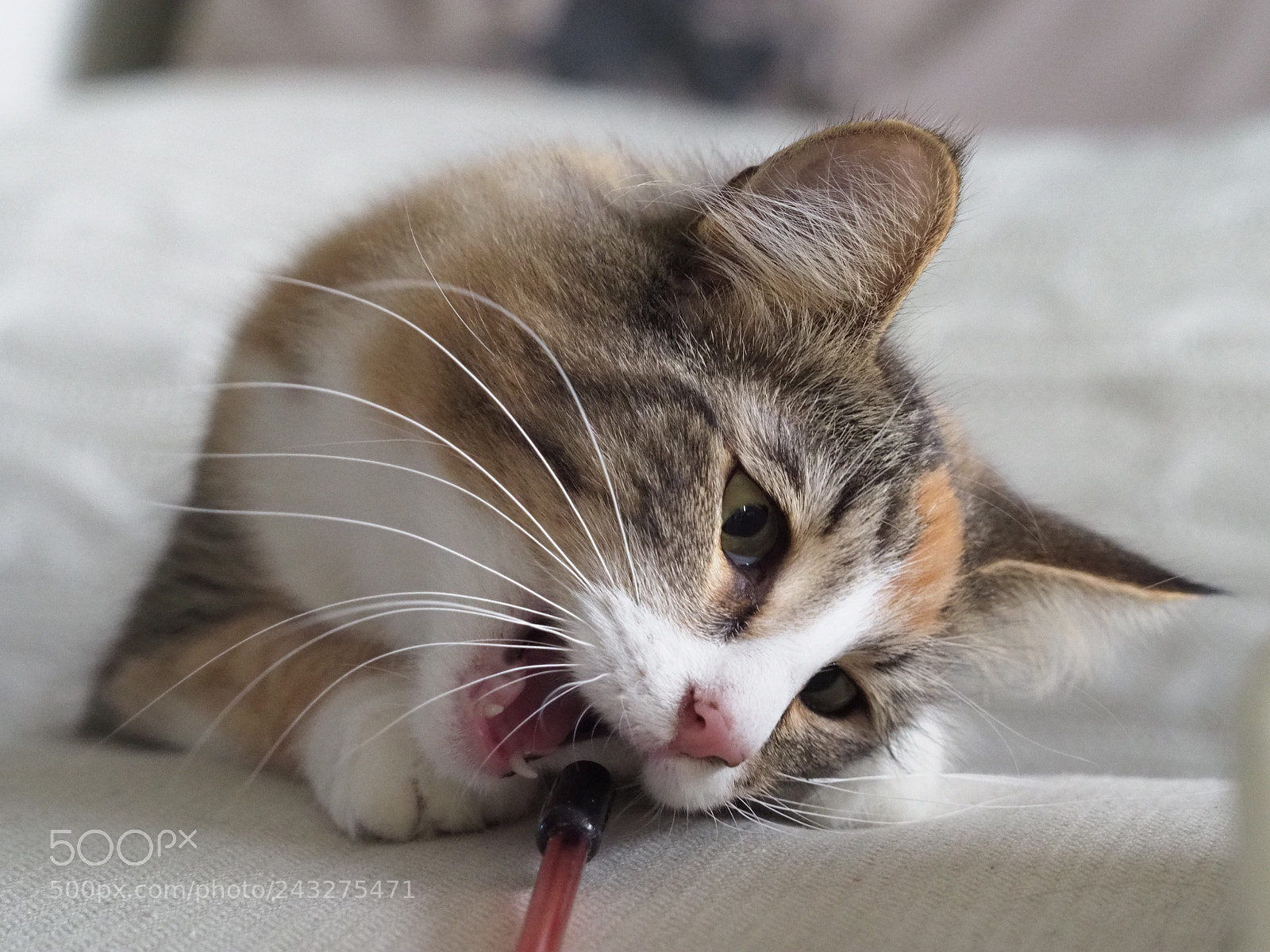 Olympus OM-D E-M1 Mark II sample photo. Isa photography
