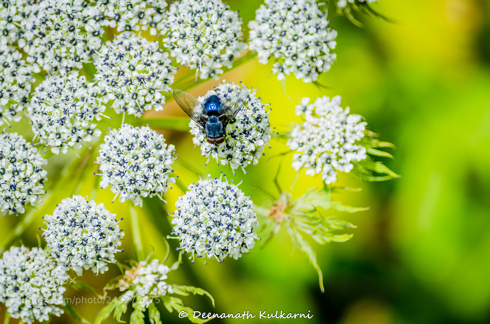 Nikon D5100 sample photo. Honeybee on the butkeshi photography