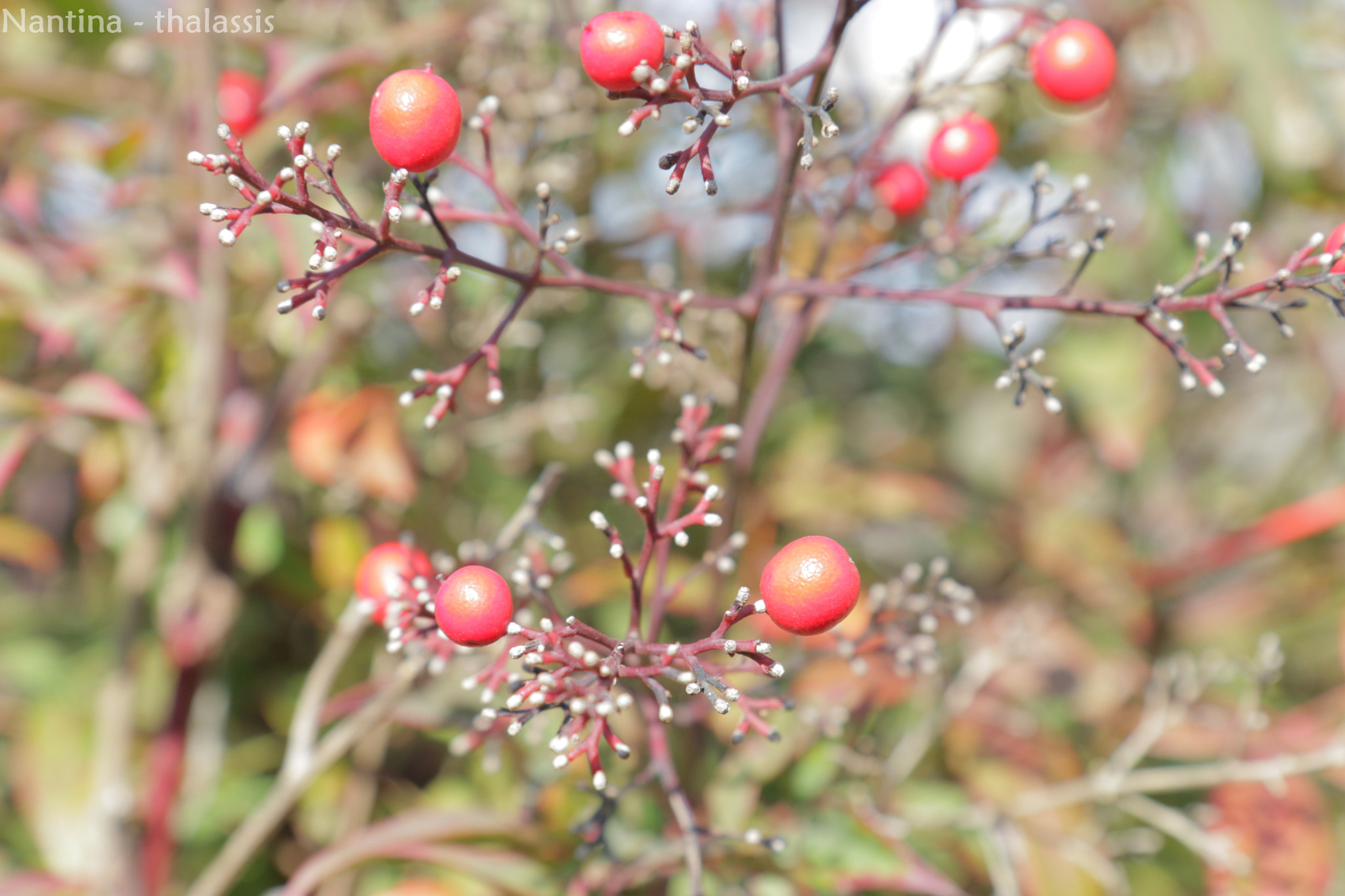 Canon EF-S 17-55mm F2.8 IS USM sample photo. Nantina photography