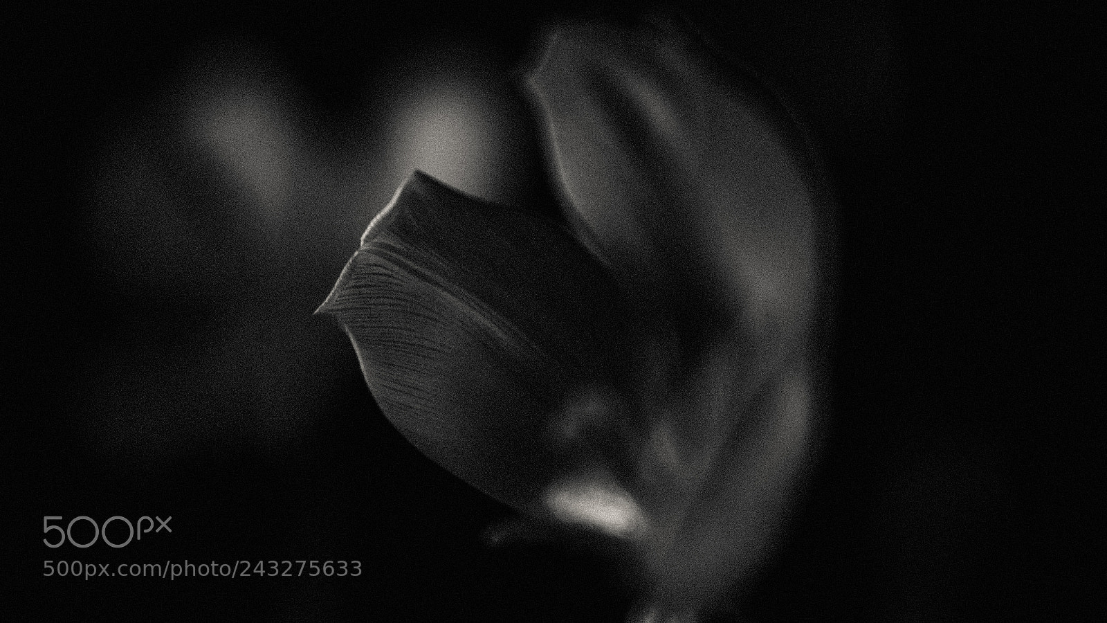Fujifilm X-T1 sample photo. Light and form series photography