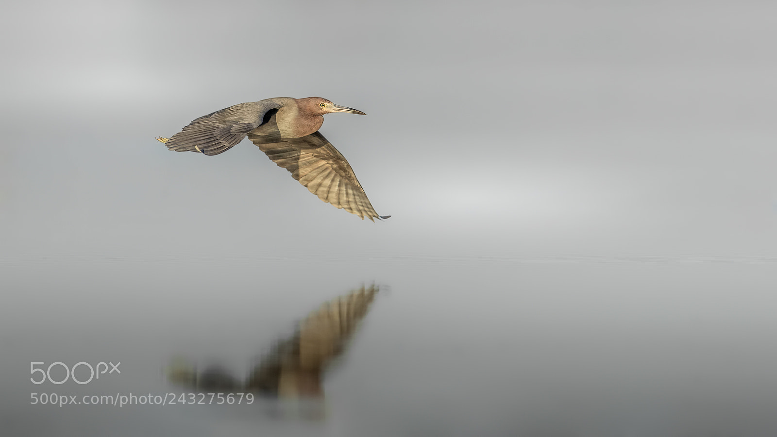 Canon EOS-1D X Mark II sample photo. Little blue heron photography