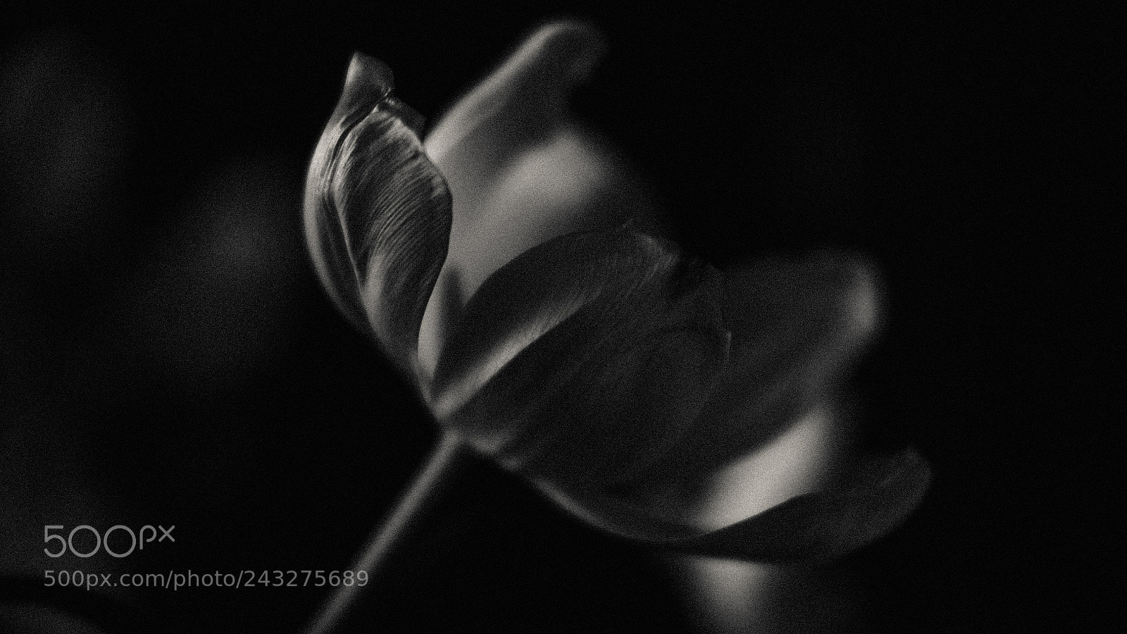 Fujifilm X-T1 sample photo. Light and form series photography