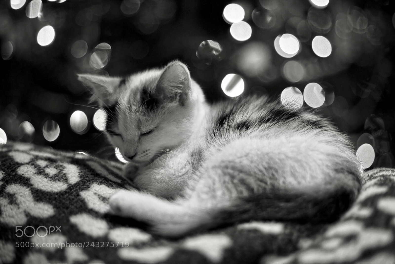 Sony a7 II sample photo. Luna the kitten photography