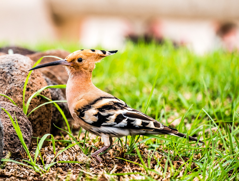 Fujifilm X-Pro2 sample photo. Hoopoe photography