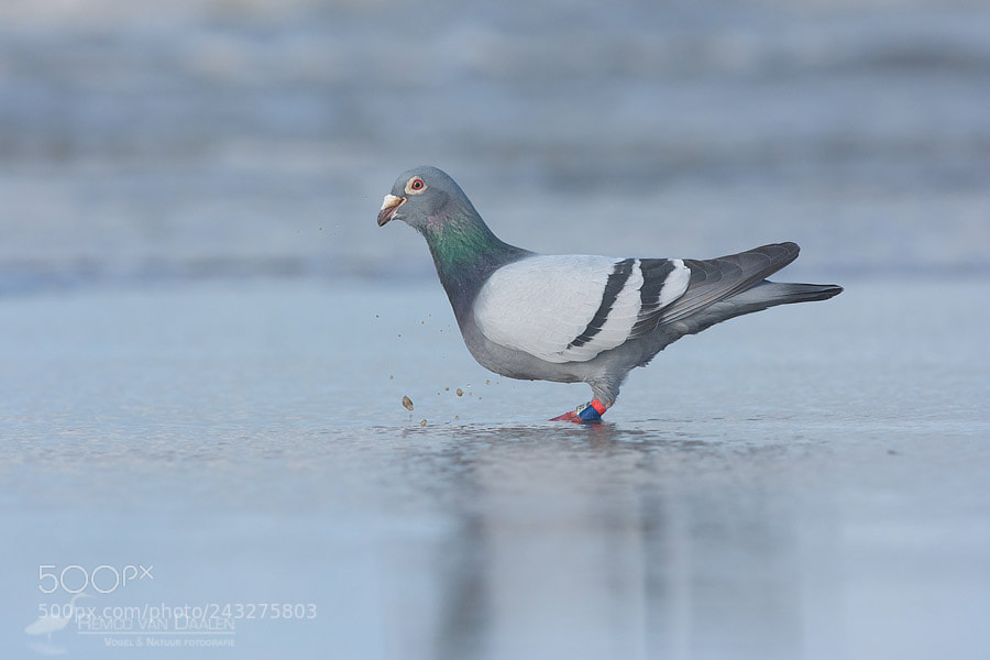 Nikon D7100 sample photo. *pitstop* for racing pigeon photography