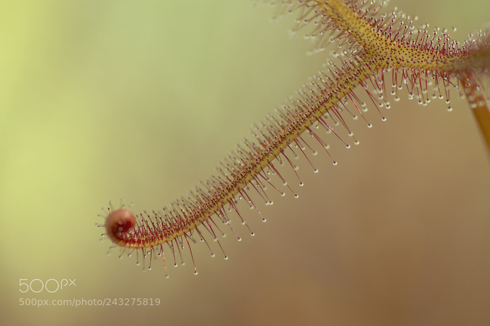 Sony SLT-A58 sample photo. Detail of the carnivorous photography