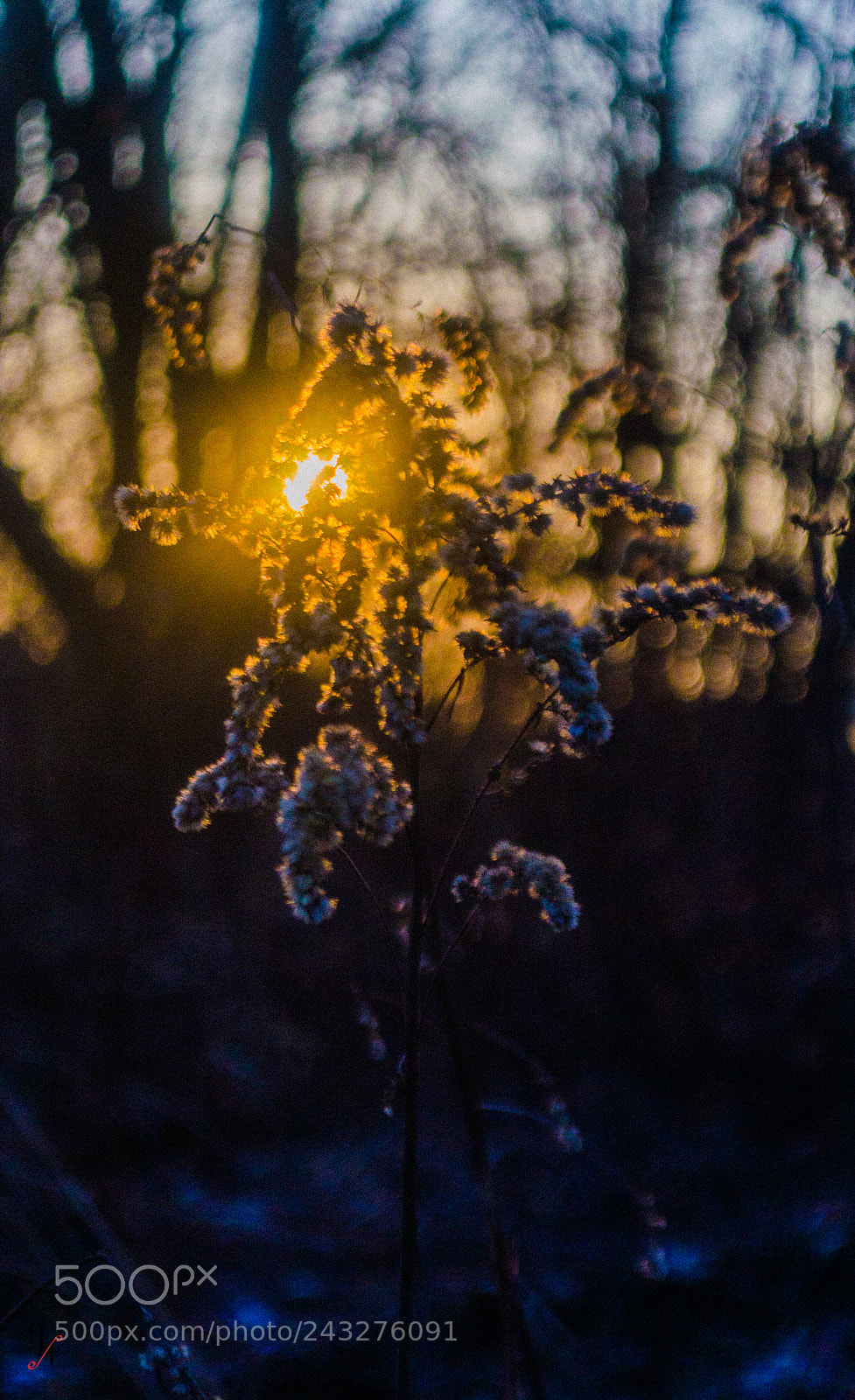 Nikon D5100 sample photo. Untitled photography