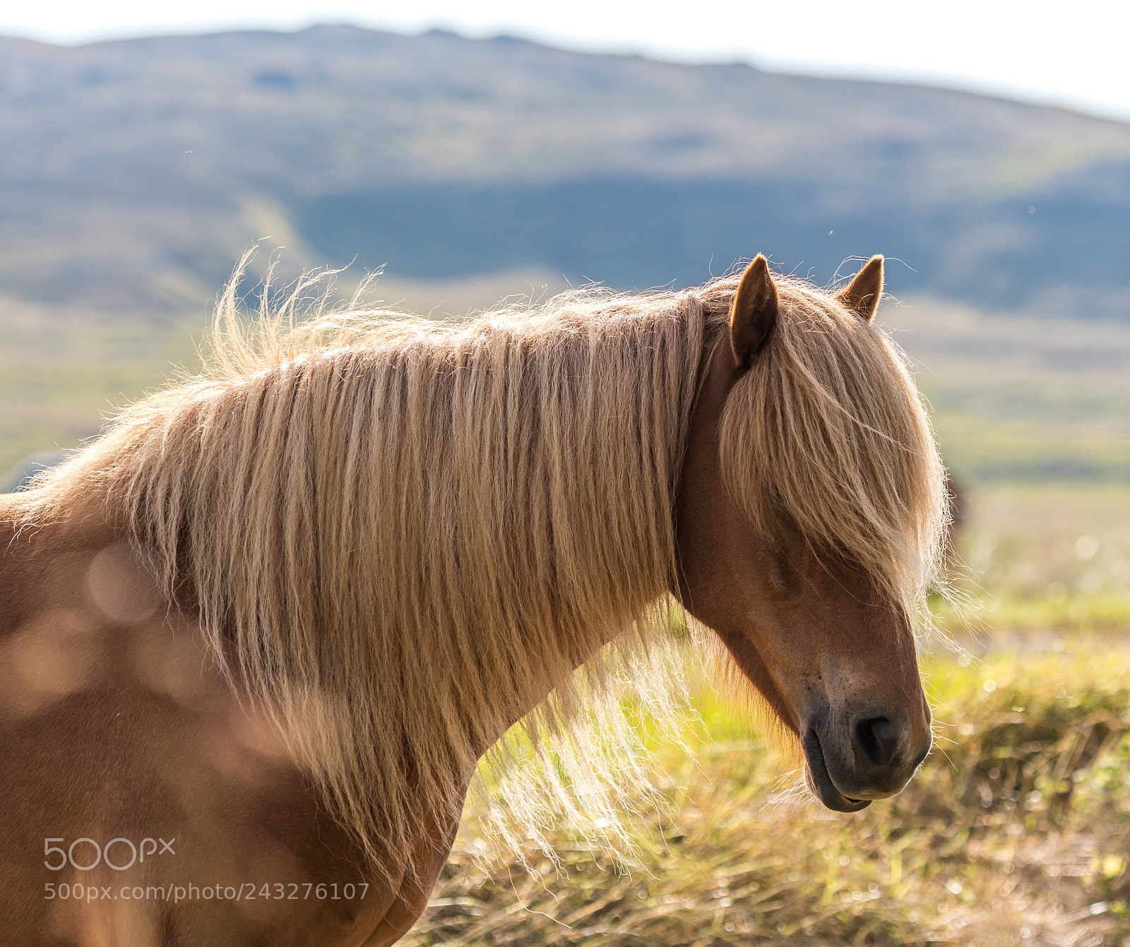 Nikon D500 sample photo. Icelandic horse in iceland photography