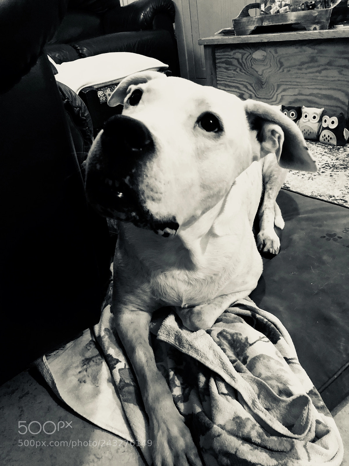 Apple iPhone 8 Plus sample photo. Watching and asking for photography