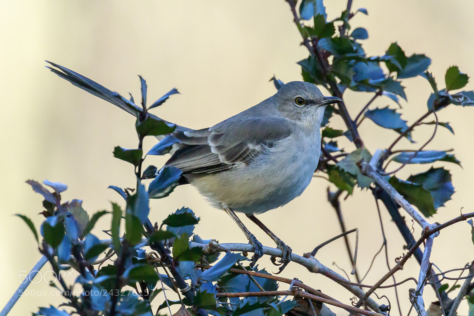 Canon EOS 7D Mark II sample photo. Northern mockingbird photography