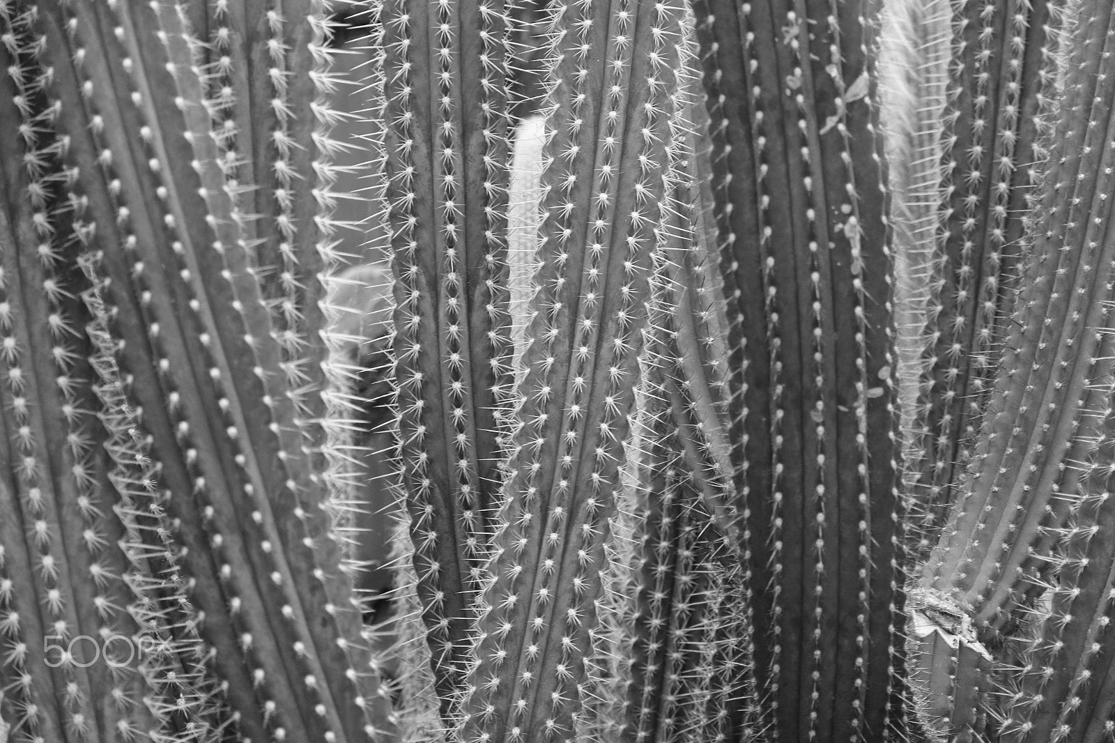 Canon EOS 60D sample photo. Thorns photography