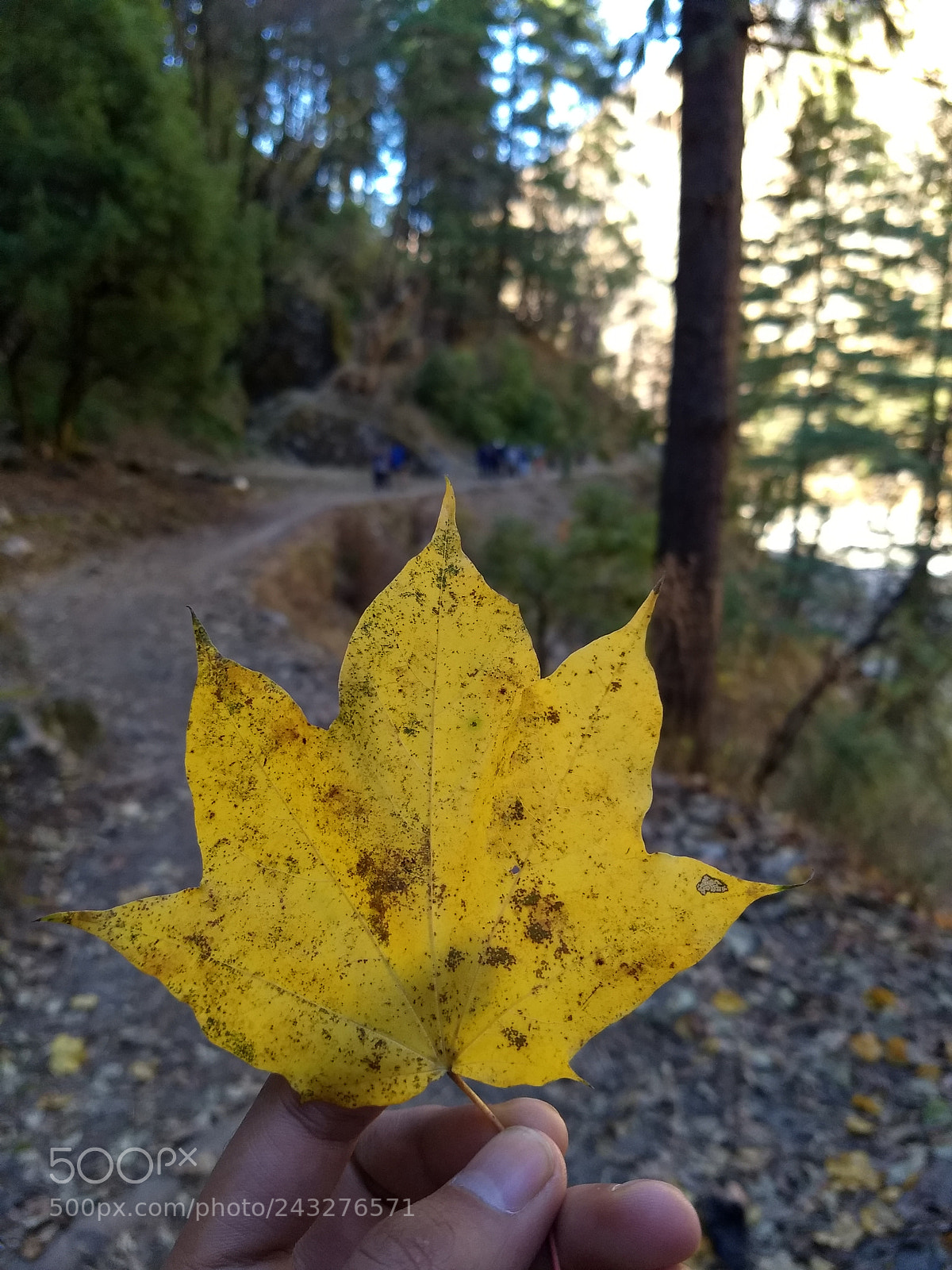 Motorola Moto G (5) Plus sample photo. Cause you were all photography