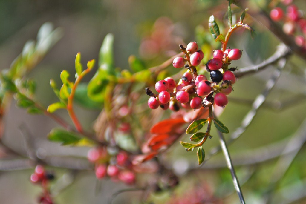 Nikon D7100 sample photo