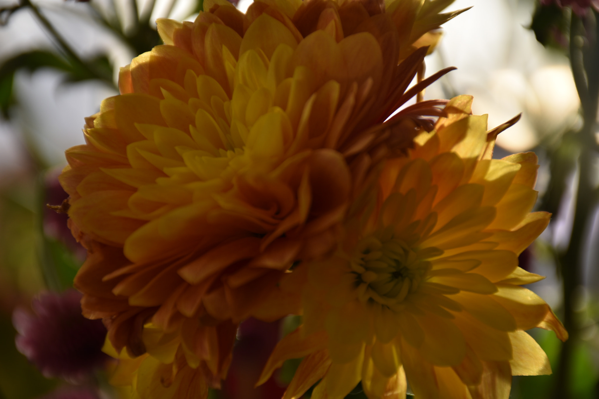 Nikon D3400 sample photo. Yellow flower ... photography