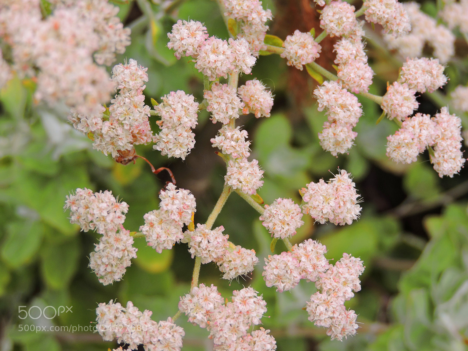 Nikon Coolpix P530 sample photo. White flower photography