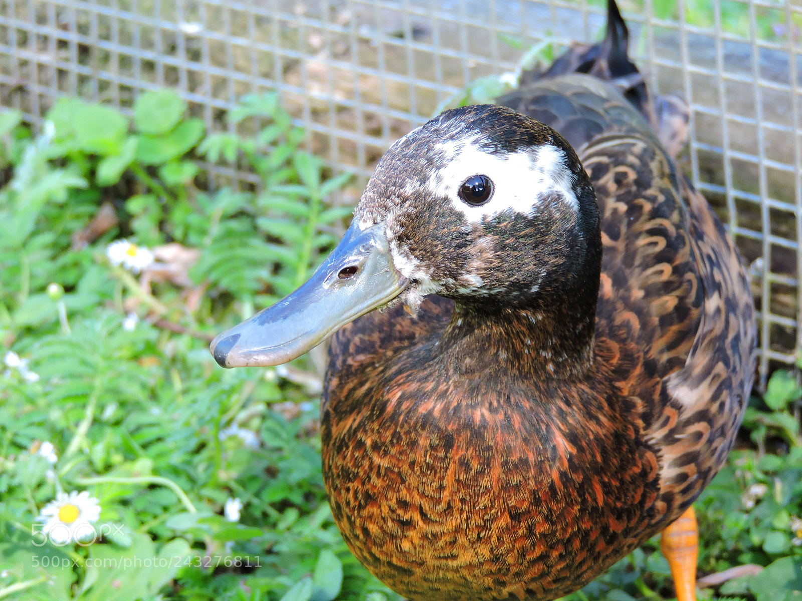 Nikon Coolpix P530 sample photo. Mallard duck photography