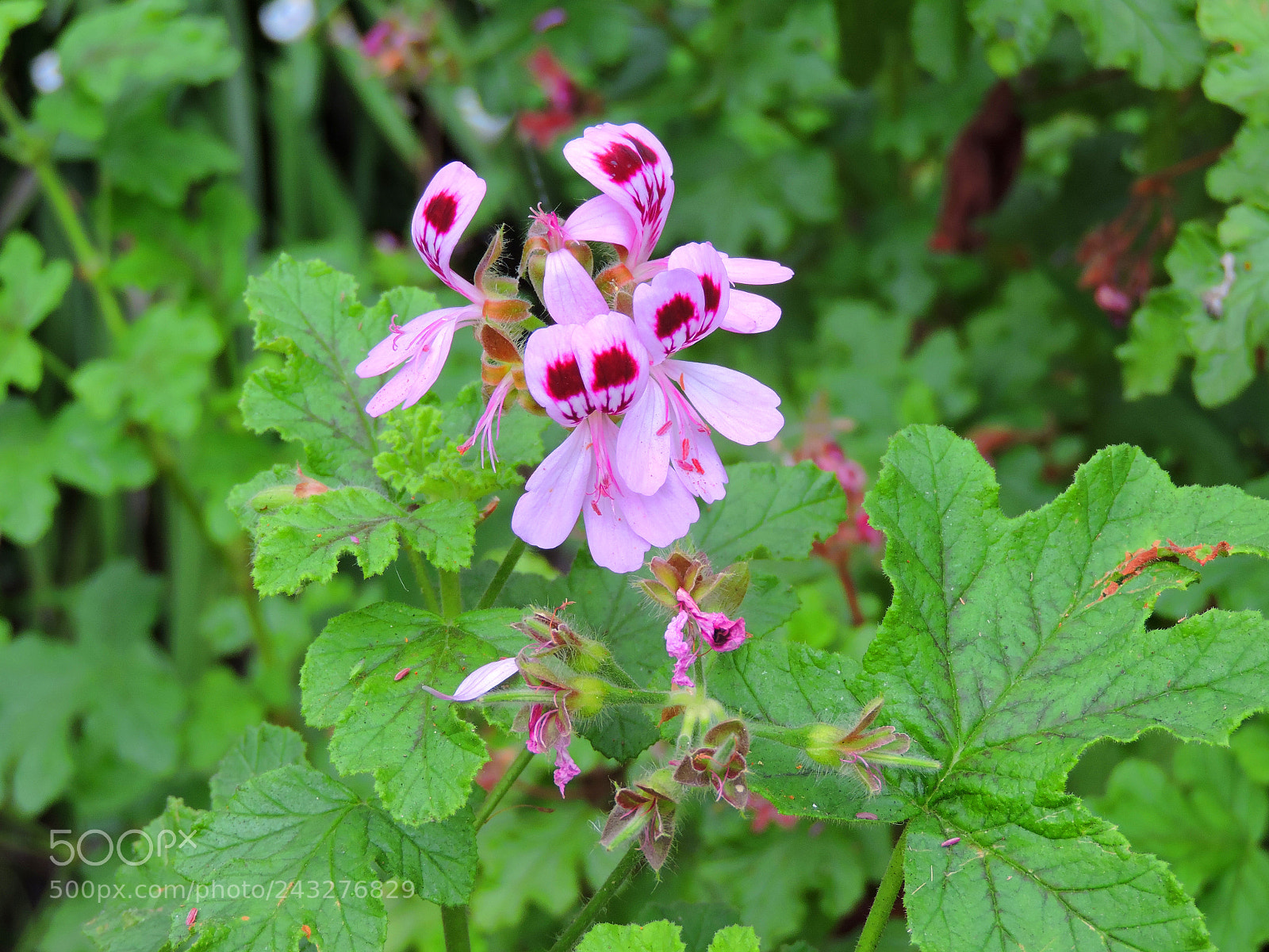Nikon Coolpix P530 sample photo. Pink flower photography